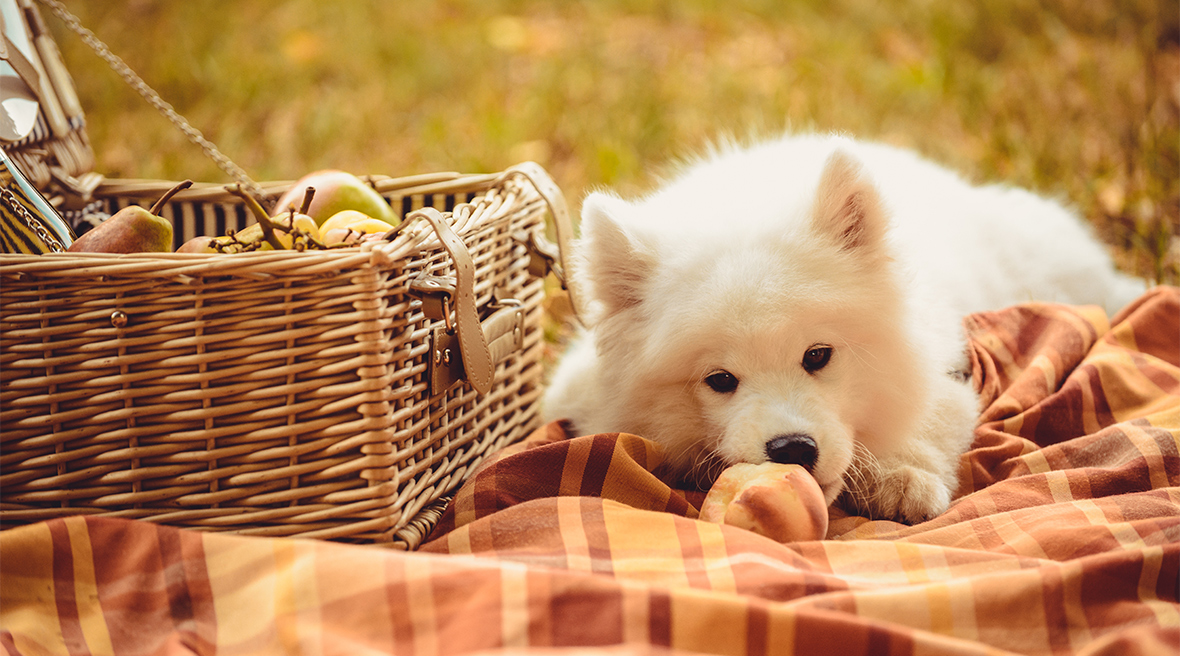 A cute furry white dog lying on a blanket next to a picnic basket
